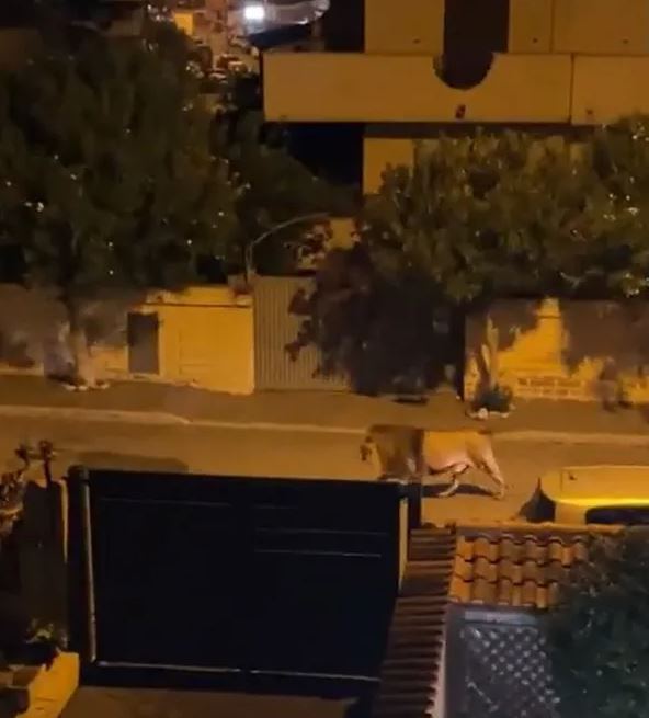 Moment escaped circus lion is finally caught after prowling through streets of Rome 1