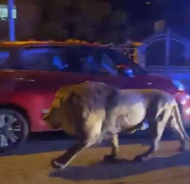Moment escaped circus lion is finally caught after prowling through streets of Rome 3