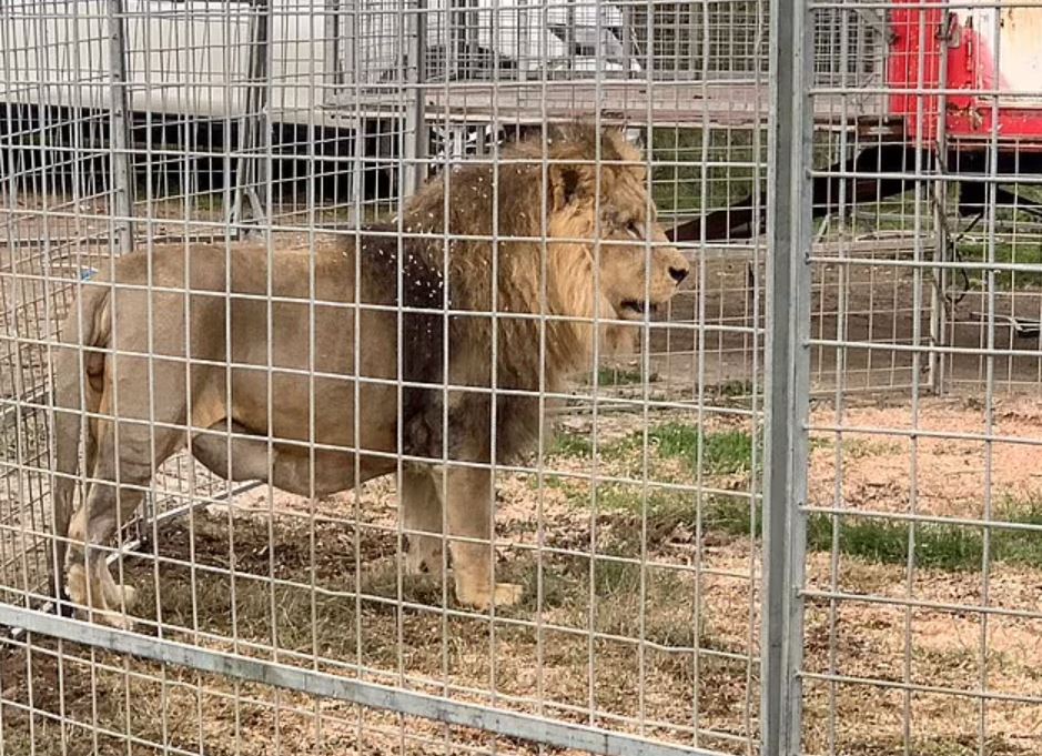 Moment escaped circus lion is finally caught after prowling through streets of Rome 7