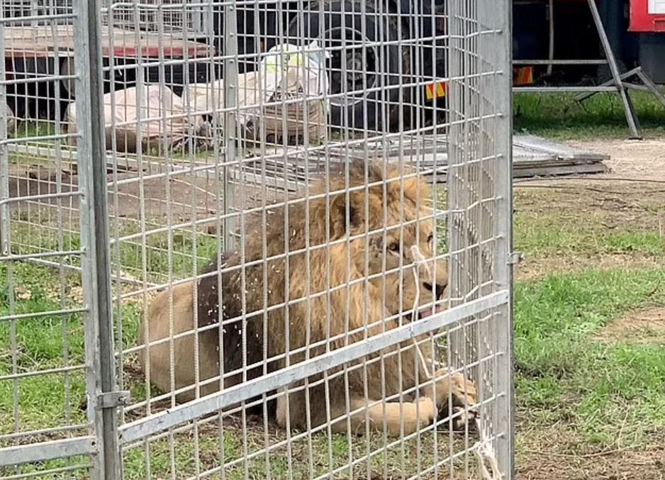 Moment escaped circus lion is finally caught after prowling through streets of Rome 8