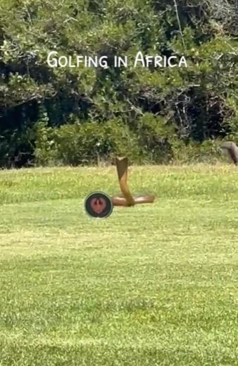 Frightening moment: Huge cobra suddenly attacks golf 1