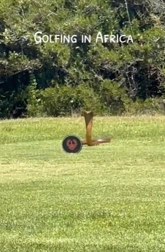 Frightening moment: Huge cobra suddenly attacks golf 2
