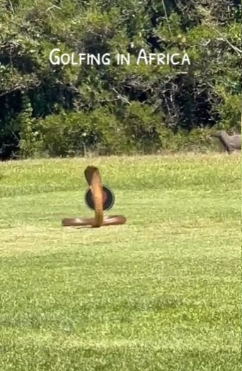 Frightening moment: Huge cobra suddenly attacks golf 3
