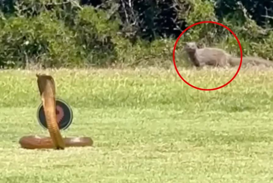 Frightening moment: Huge cobra suddenly attacks golf 4