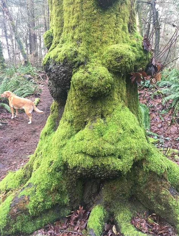 Man stunned after discovering his carrot bears likeness to Homer Simpson 2