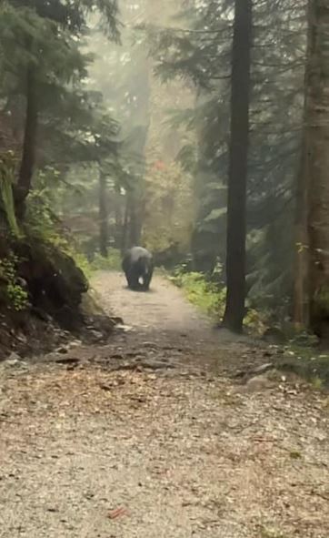 Man stunned after spotting a huge black bear stalking him on a hike 2