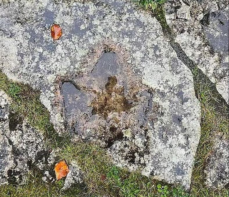  Jogger stunned after spotting footprint of Jurassic dinosaur dating back 140 million years 1