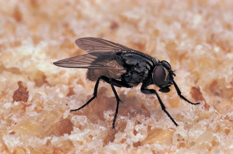 Doctors stunned after discovering fly buzzing in man's intestines 4