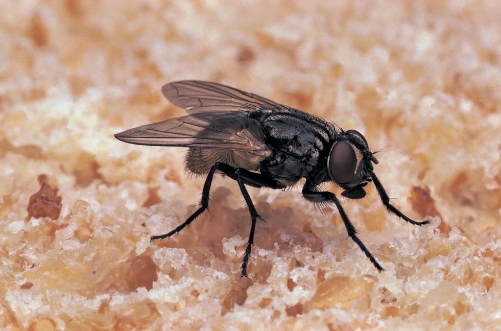 Doctors discovered fly buzzing in man's intestines Image Credits: Getty