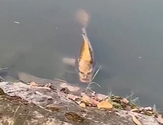 People freaked out after spotting fish with 'human face' in lake 1