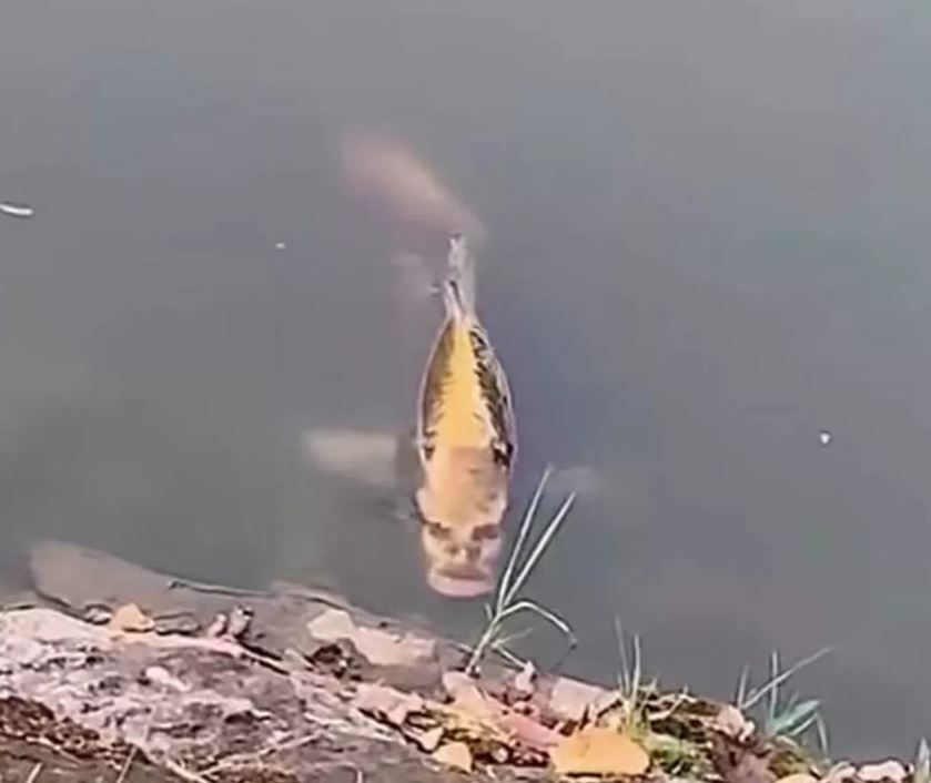 People freaked out after spotting fish with 'human face' in lake 3