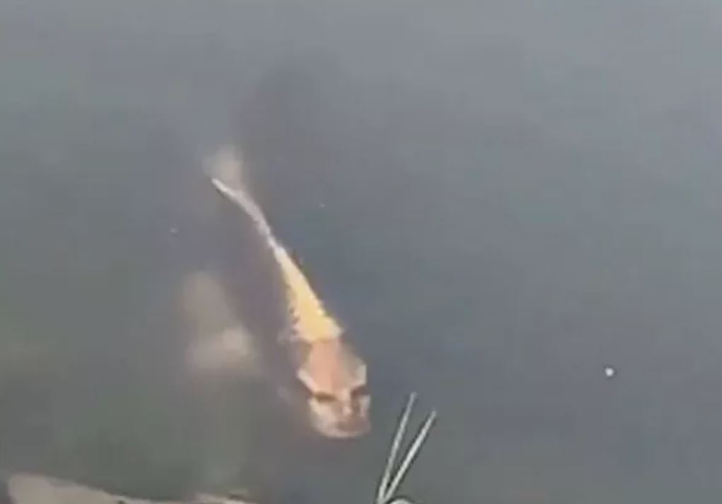 People freaked out after spotting fish with 'human face' in lake 2