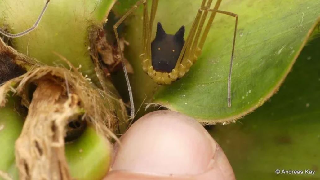  Bizarre arachnid with the head of a dog spotted in rainforest 1