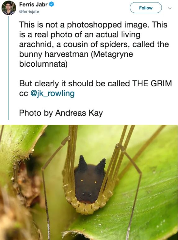  Bizarre arachnid with the head of a dog spotted in rainforest 3