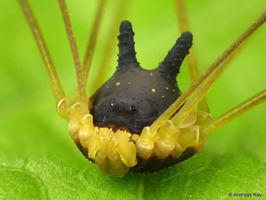  Bizarre arachnid with the head of a dog spotted in rainforest 4