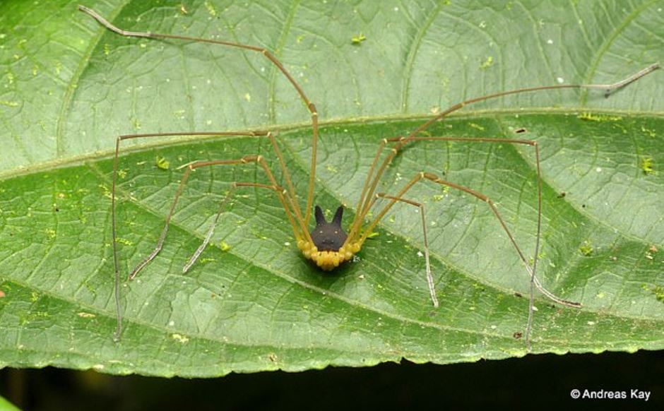  Bizarre arachnid with the head of a dog spotted in rainforest 5