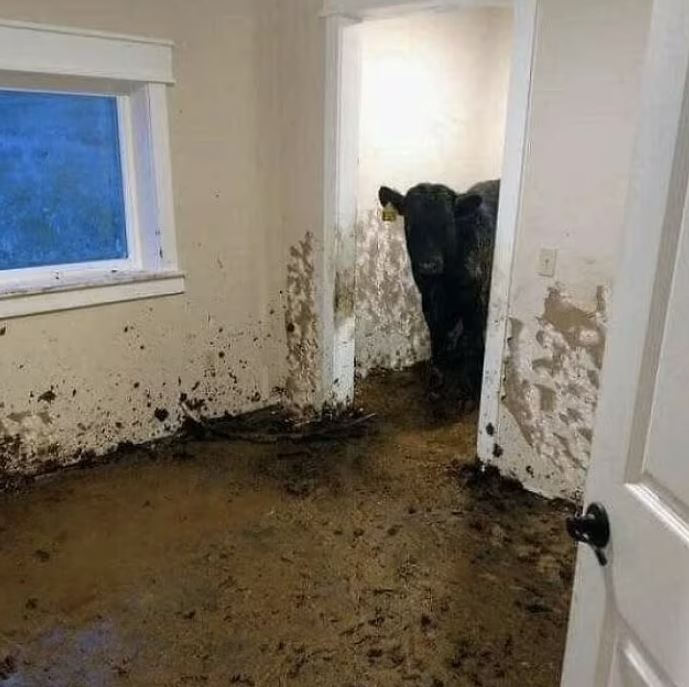 Property inspectors share the worst homes, they are stunned by what they see 2