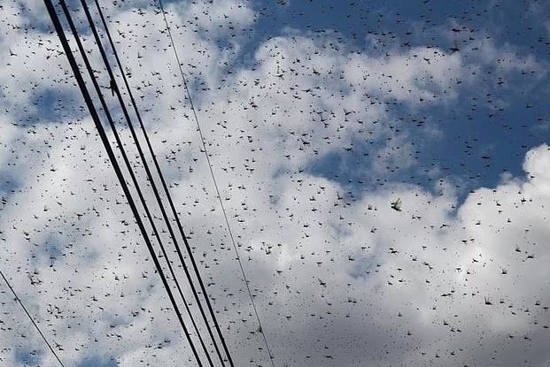 People stunned after spotting locust swarms filling skies: Is armageddon near? 2