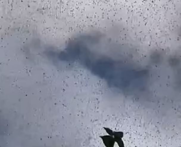 People stunned after spotting locust swarms filling skies: Is armageddon near? 3