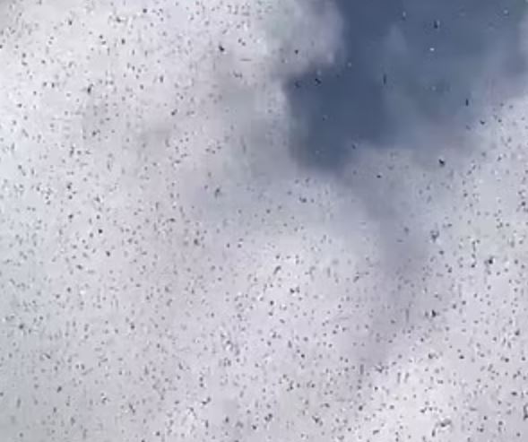 People stunned after spotting locust swarms filling skies: Is armageddon near? 4
