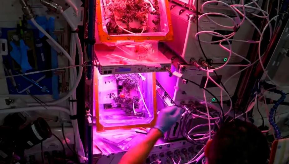 Mystery of tomato ever grown in space that went missing has finally been resolved 1
