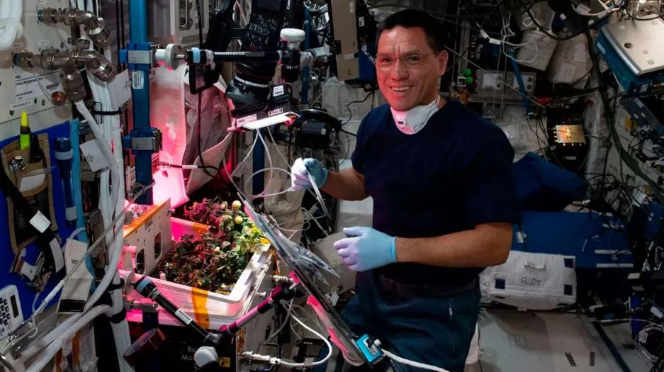 Mystery of tomato ever grown in space that went missing has finally been resolved 2