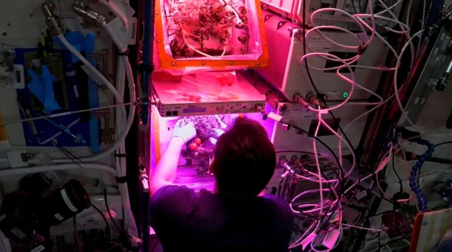 Mystery of tomato ever grown in space that went missing has finally been resolved 3