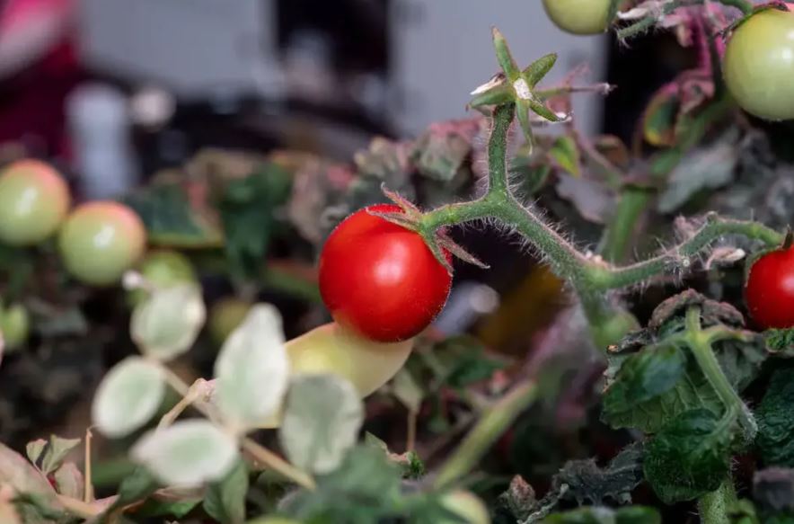 An American astronaut, Frank Rubio, was accused of losing the tomato—the first fruit grown in space.  Image Credits: NASA