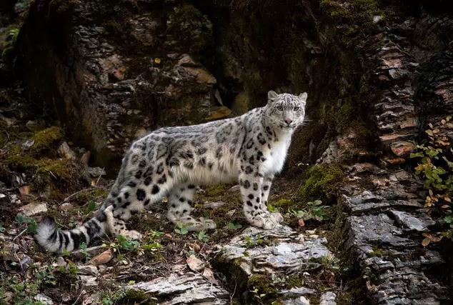 People are going crazy when they find the snow leopard in the picture 2