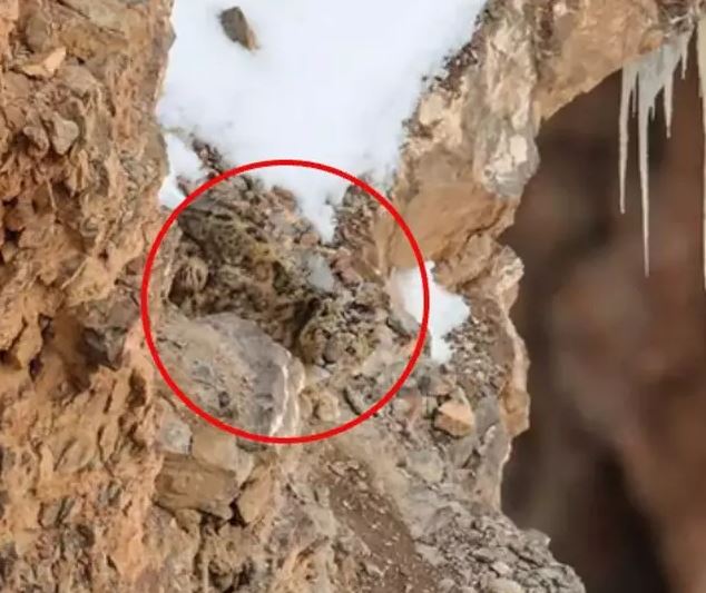 People are going crazy when they find the snow leopard in the picture 3