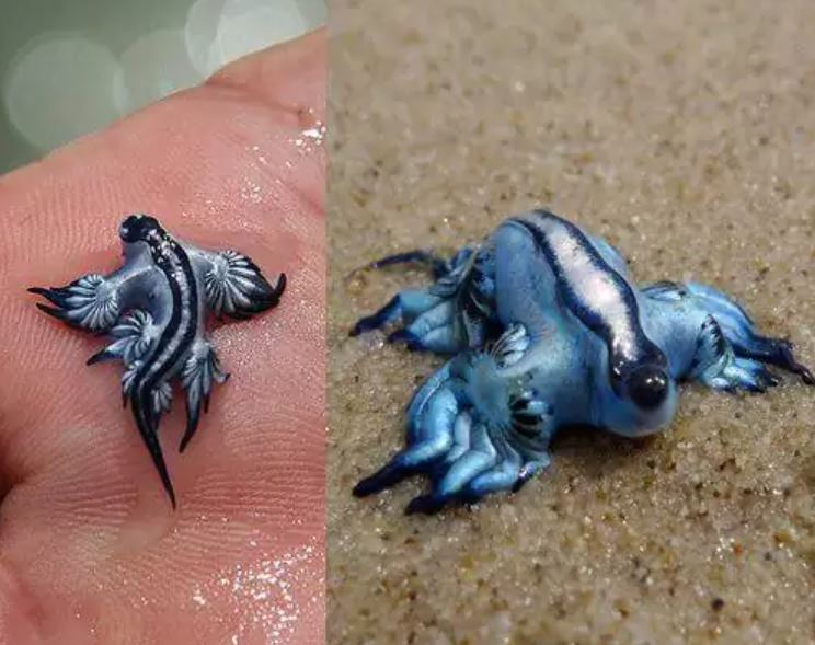 15+ Adorable tiny animals that are extremely charming 4
