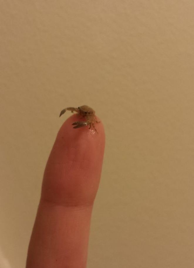 15+ Adorable tiny animals that are extremely charming 12