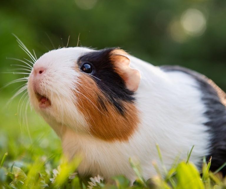 Customer stunned after finding guinea pigs for sale at a grocery store: 'An't no way' 5