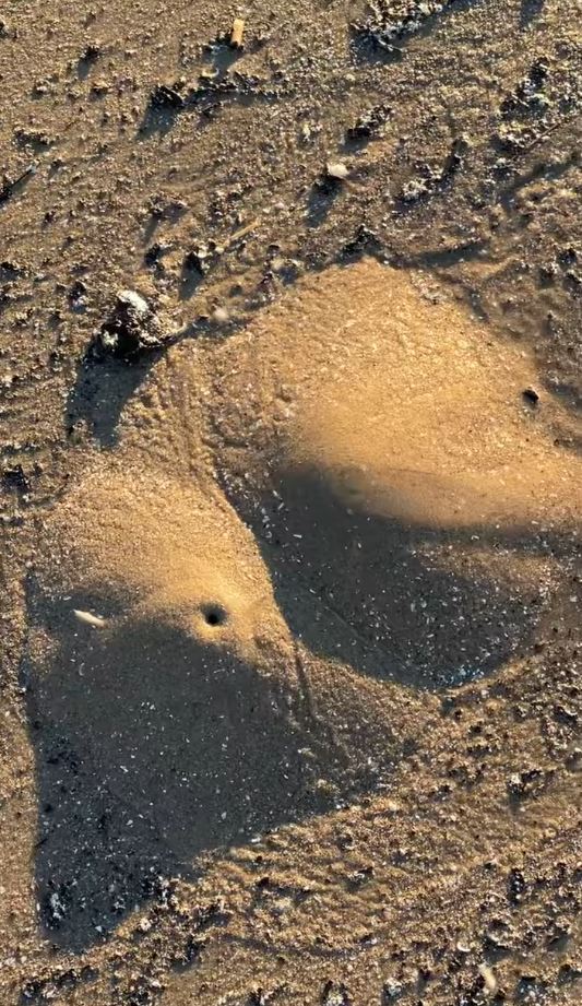 ‘Mini volcanoes’ made of mounds of sand pop up along Texas beach 3