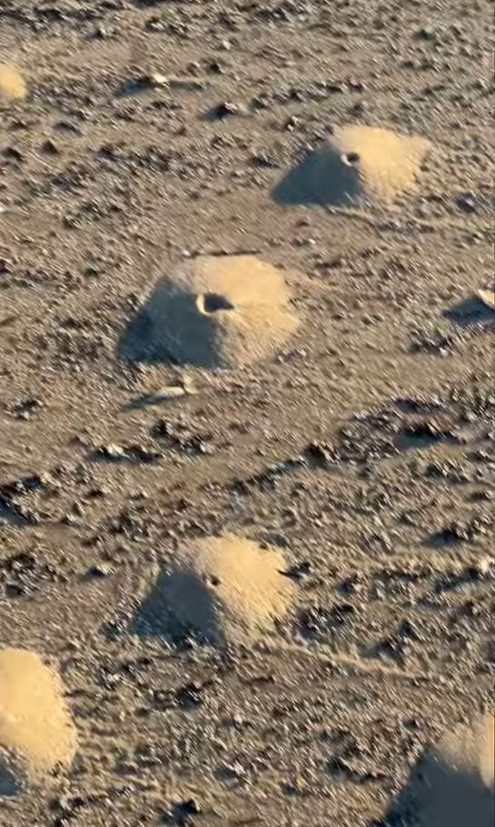 ‘Mini volcanoes’ made of mounds of sand pop up along Texas beach 4