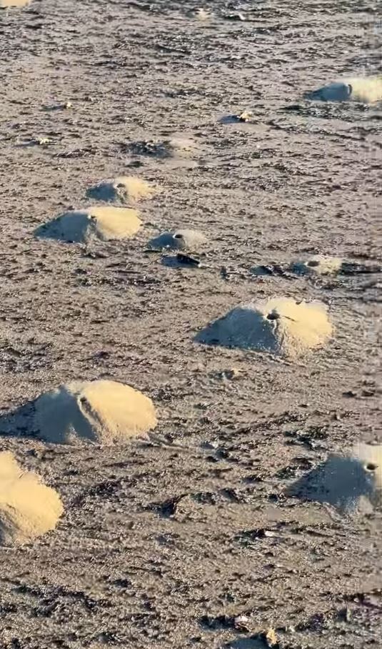 ‘Mini volcanoes’ made of mounds of sand pop up along Texas beach 1