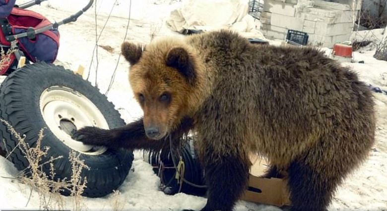 Heartbreaking: Hunter who adopted a bear cub was eaten by the same bear when it escaged the garden 3
