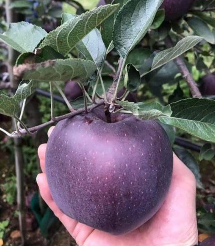 Apples come in 3–4 colors: red, green, golden/yellow, and white. However, the 'Black Diamond apple' is a rare variety with a distinct black color. Image credit: Getty