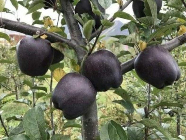  Black Diamond Apple: Rare gem of health 2