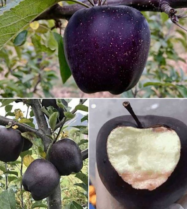 The growing process for Black Diamond apples is exceptionally clean.  Image credit: Getty