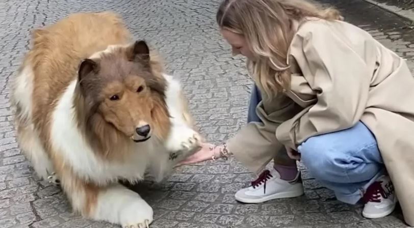 Man who spent $14,000 to 'become a dog' fails agility test 6