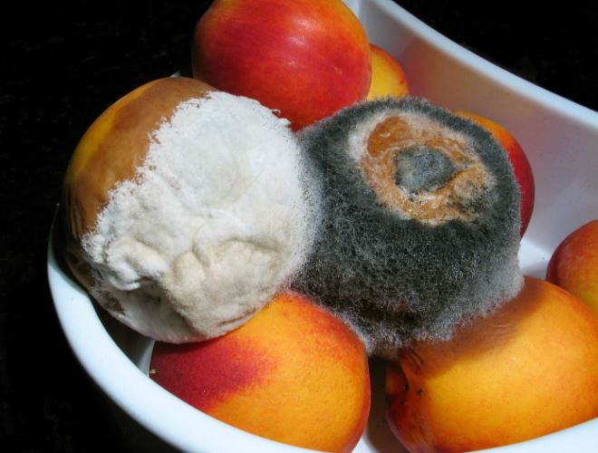 Food safety experts reveal what you CAN still eat, even if it's moldy 2
