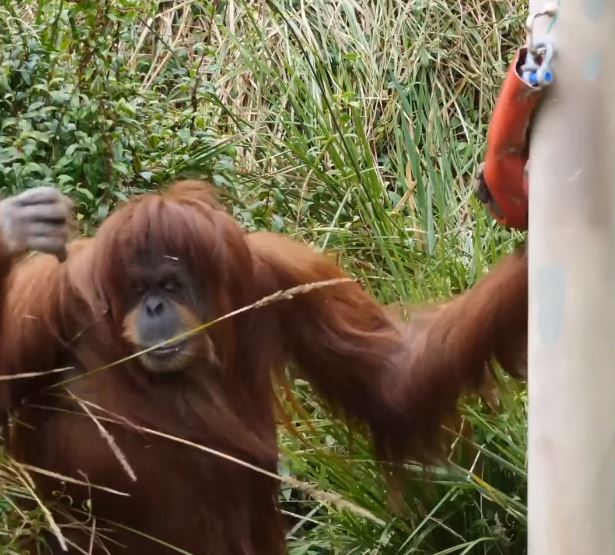 Beloved 45-year-old Sumatran orangutan passed away 2