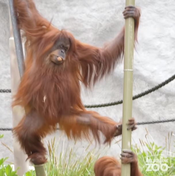 Beloved 45-year-old Sumatran orangutan passed away 3