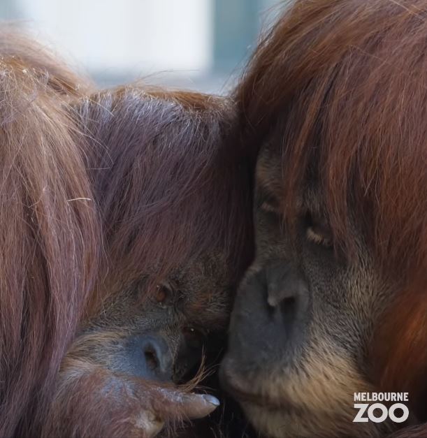 Beloved 45-year-old Sumatran orangutan passed away 4