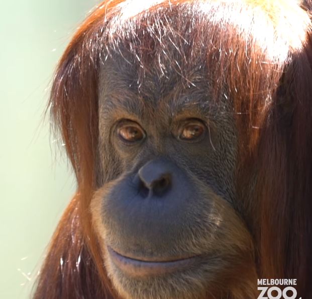 Beloved 45-year-old Sumatran orangutan passed away 5
