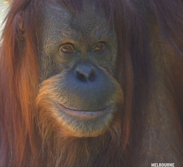 Beloved 45-year-old Sumatran orangutan passed away 1