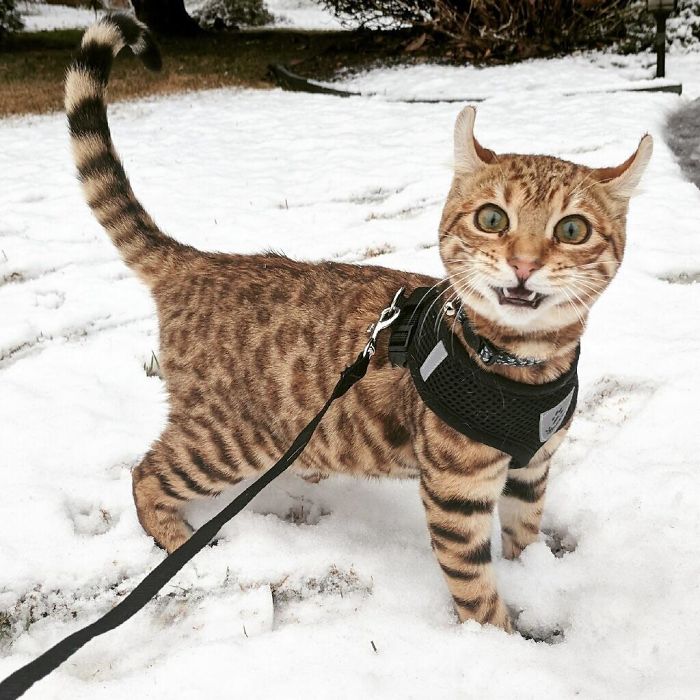20+ times animals saw snow for the first time and look at their expressions 1