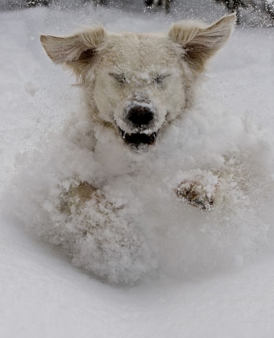 20+ times animals saw snow for the first time and look at their expressions 3