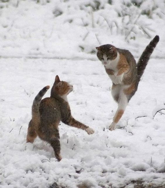 20+ times animals saw snow for the first time and look at their expressions 4